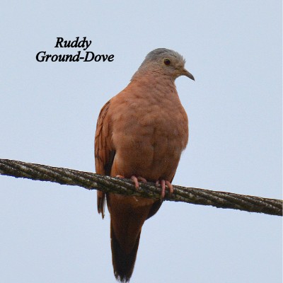 Ruddy Ground-Dove